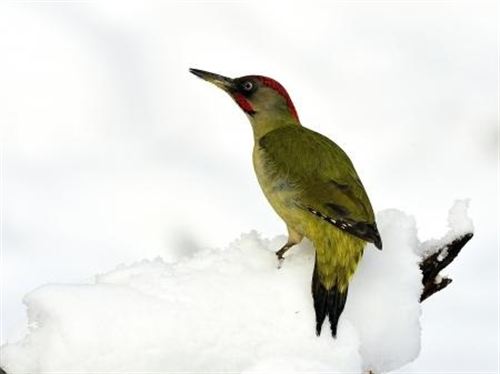 Francisco Motilva gana el concurso fotográfico de la Feria de Turismo Ornitológico