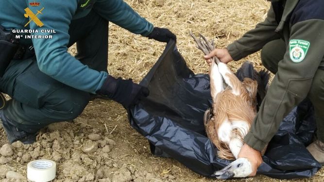 Rescatan un buitre leonado en la LR-111