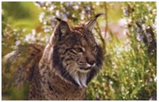 Un lince atropellado en Ciudad Real