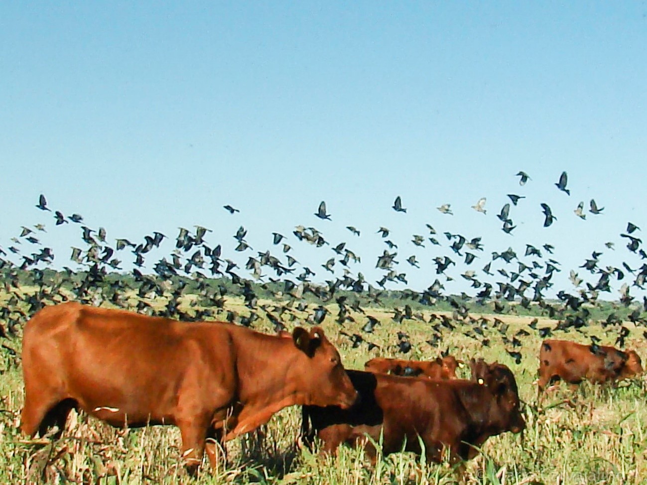 Agricultura y ganadería sostenibles en el Rio de la Plata