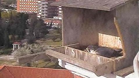 Día a día de dos crías de halcón peregrino por Webcam
