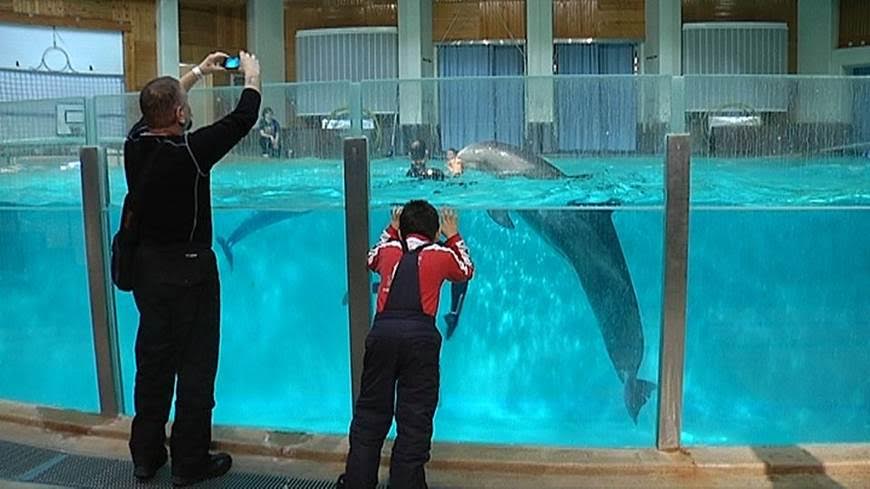 Cierra el único delfinario de Finlandia por ‘impopular’