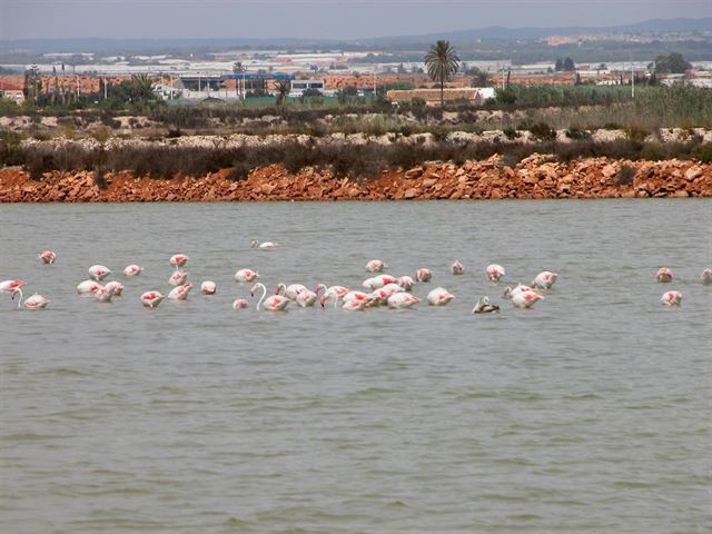 Las Salinas de San Pedro de Murcia un paraíso para la biodiversidad