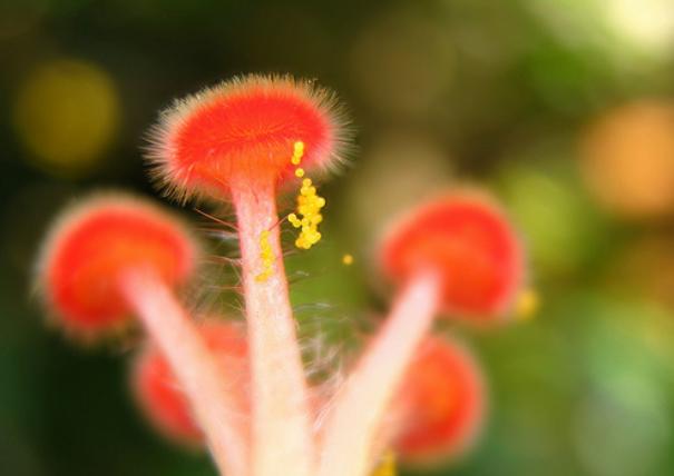 El estudio de polen y esporas permite reconstruir ecosistemas pasados