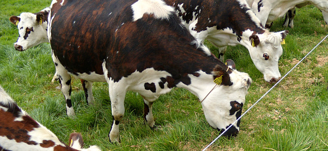 Las compañías del sector agrícola y ganadero ‘apuestan’ por la sostenibilidad