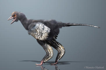 El ‘pájaro del amanecer’ (aurornis xui) nos acerca más a la historia de los dinosaurios con plumas