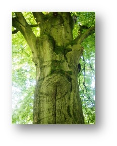 Taller práctico de visión natural una nueva mirada