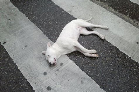 Arrojan desde un quinto piso a un perro en Zamora