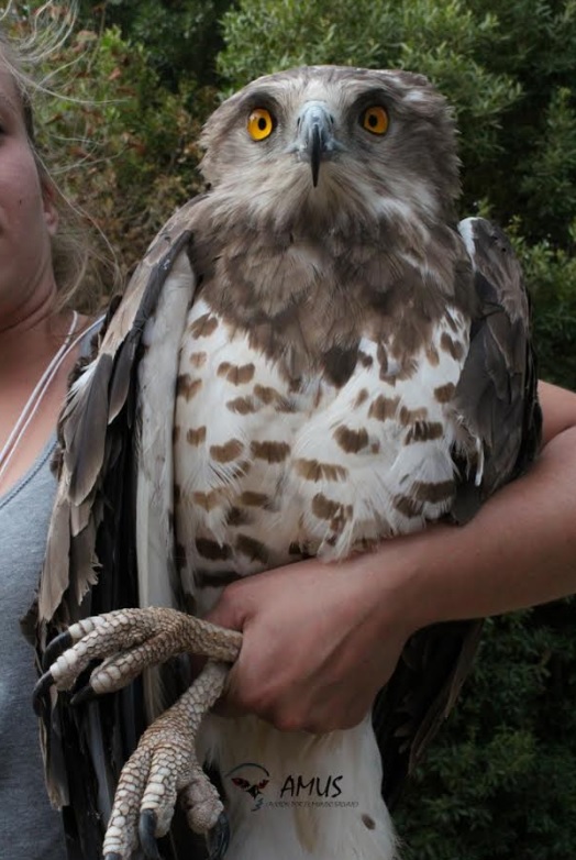 Este próximo sábado día 23 AMUS procederá a liberar varias rapaces recuperadas en su hospital.