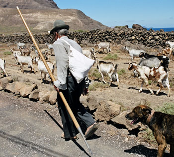 Potencial del archipiélago de canarias en la investigación caprina