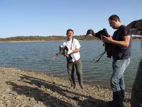Huelva. Más de mil animales amenazados se salvan en el Crea-Cegma Marismas del Odiel
