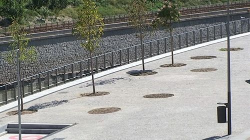 Medio Ambiente asegura que los árboles secos de Madrid Río se repondrán en la próxima época de plantación