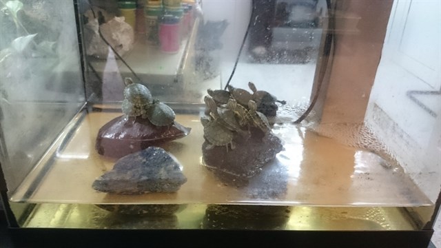 Incautadas en Gran Canaria diez tortugas de Florida