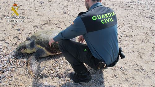 Una tortuga de Carey muerta en la playa de El Saler (Valencia)