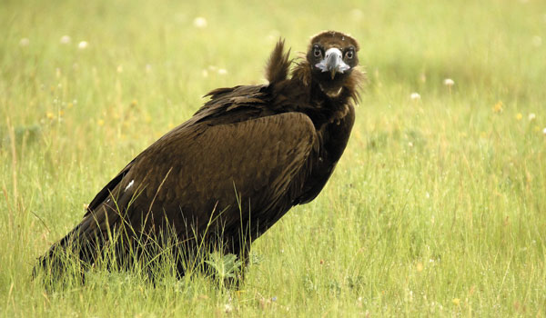 La población de buitre negro en Andalucía se ‘consolida’
