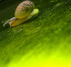 La granja de caracoles ecológicos Barraskibide de Orduña ha escalado un peldaño