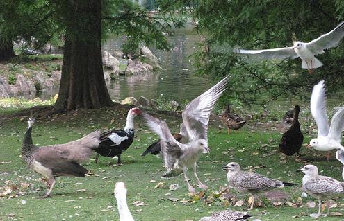 Suspendida la Caza Menor de aves en Asturias hasta el 17 de enero para recuperar aves provinientes de Europa