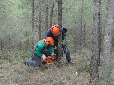 Extremadura recuerda la necesidad de realizar los trabajos selvícolas preventivos para evitar incendios forestales
