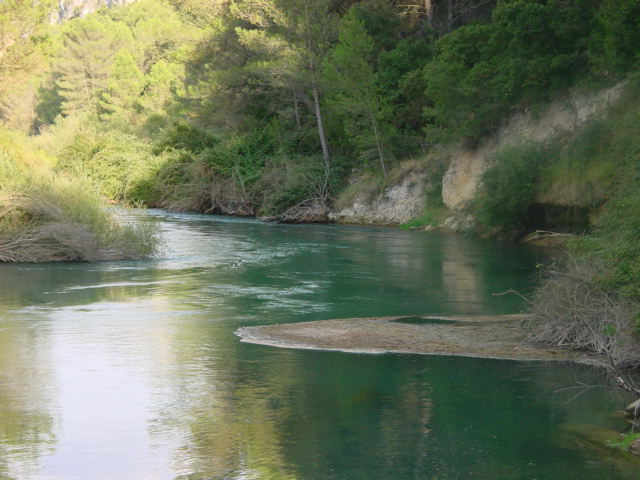 La CHJ investiga la muerte de peces en Catarroja y lleva retirados 2.300 kilos