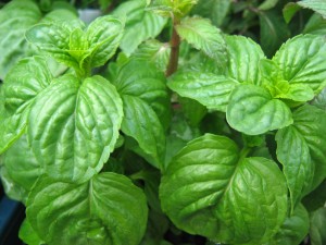 El CEBAS busca extractos de plantas y alimentos que aumenten las defensas de las abejas frente a un ácaro exterminador