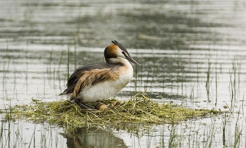 Lista Ramsar de Humedales. Campoo de Yuso pide que el embalse del Ebro sea declarado de Importancia Internacional