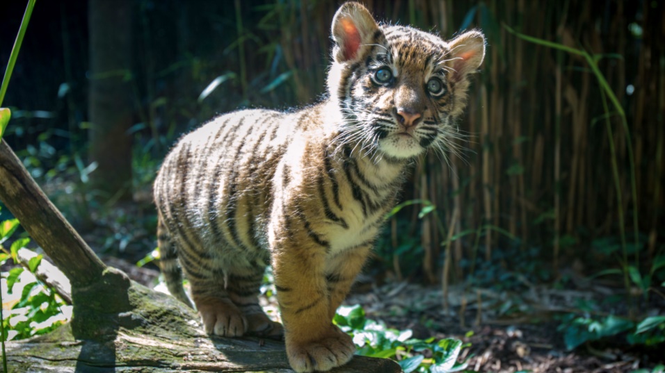 El cachorro de tigre decomisado en la frontera tendrá nuevo compañero en el Zoológico de San Diego