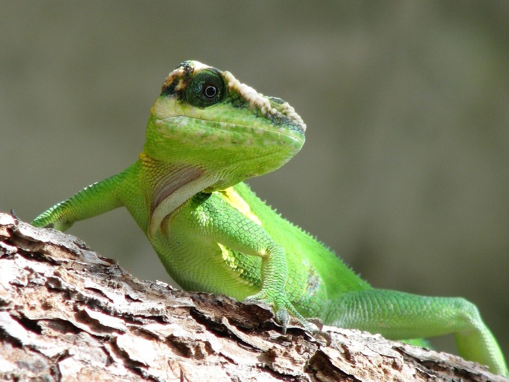 Intervenidos en Algeciras trece reptiles vivos enviados por correo en cajas de cartón