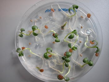 El CIALE analiza a fondo las plantas amenazadas