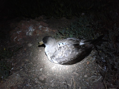 Las aves marinas ‘extraordinarios’ bioindicadores de la salud de los ecosistemas marinos