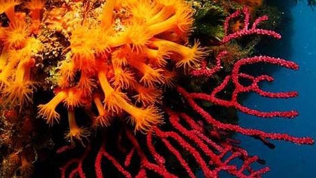 La cumbre mediterránea se cierra con una victoria para los corales de profundidad