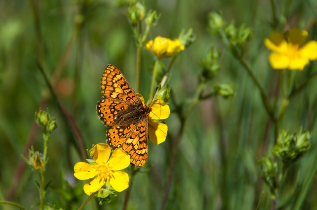 Jardín Botánico de Sierra Nevada. Arrancan las actividades divulgativas