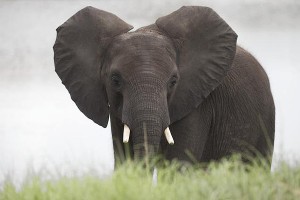 Primer Santuario de Elefantes de América Latina