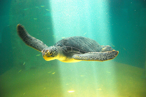 Liberan en Chiapas desde 2006 más de un millón de tortugas