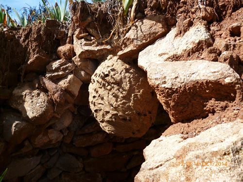 Galicia retiró 376 nidos de avispa asiática pero ve ‘imposible’ erradicarla