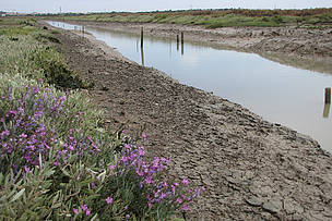 Salvando la marisma de Las Aletas en Cádiz