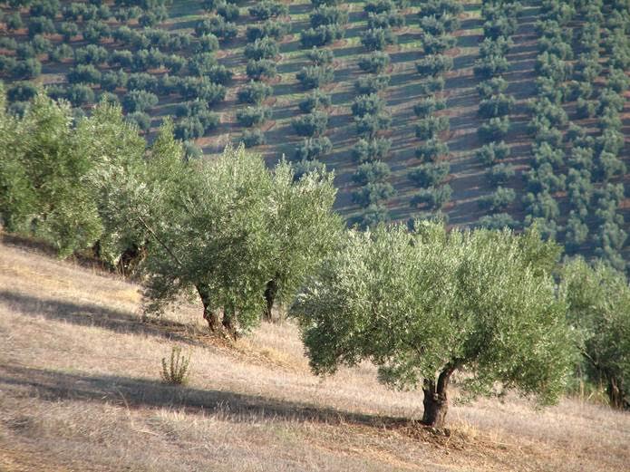 Andalucía dará ayudas asociadas al olivar en pendiente