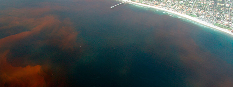 La amenaza de las mareas rojas en Yucatán
