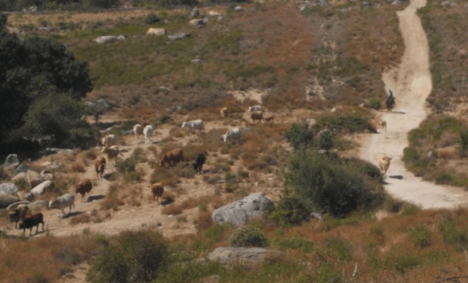 El trazado de las vías pecuarias