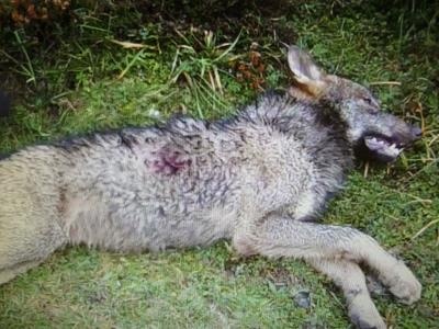 ‘Liquidan’ un tercer lobo al sur del Duero