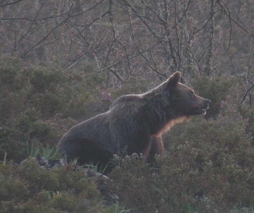 Asturias.  Vertido Íbias Degaña 30 mayo por la mañana