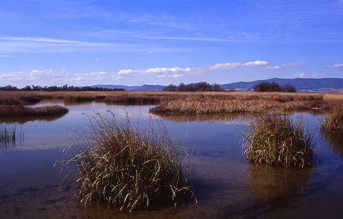 Llega a las Tablas de Daimiel el agua procedente del Tajo