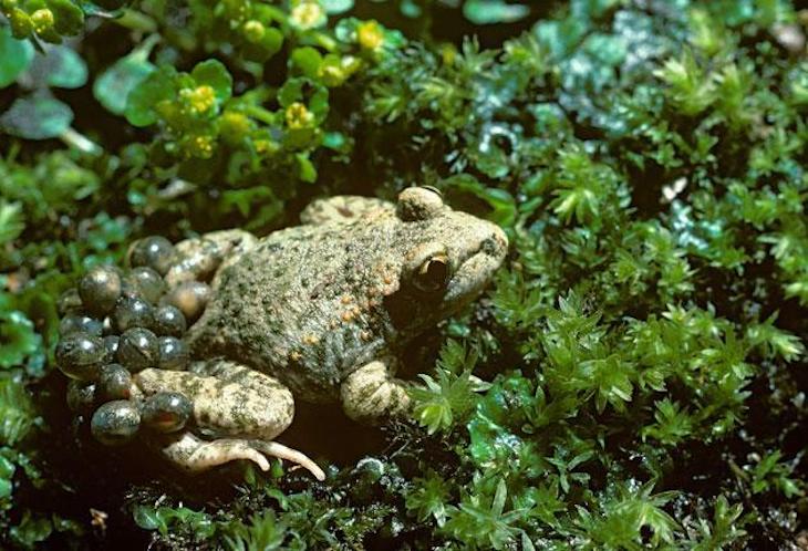 COP15: es ‘vital’ proteger la biodiversidad