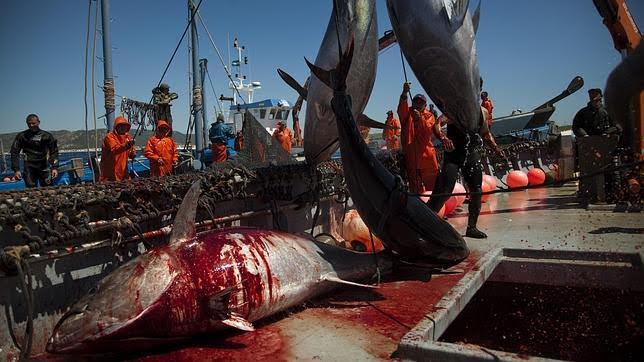 La depredadora e insaciable industria pesquera europea aún quiere más atún rojo