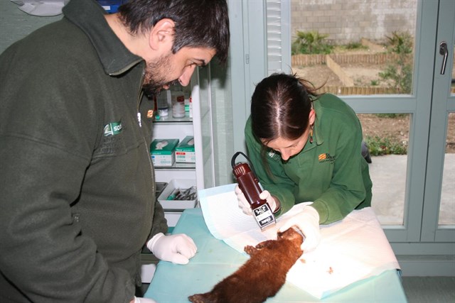 Más de mil animales atendidos en el Centro de La Alfranca
