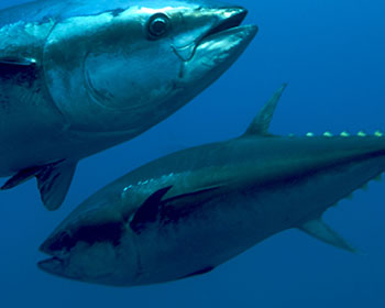 La UE quiere aumentar la cuota de pesca de atún rojo…