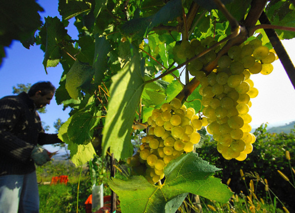 Las aves y la calidad ambiental de los viñedos andaluces