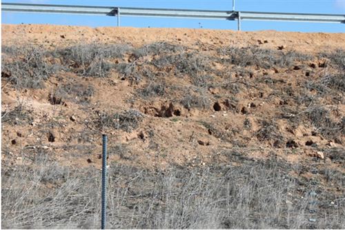 ASAJA Toledo valora la puesta en marcha de un plan de emergencia del Gobierno para controlar la plaga de conejos