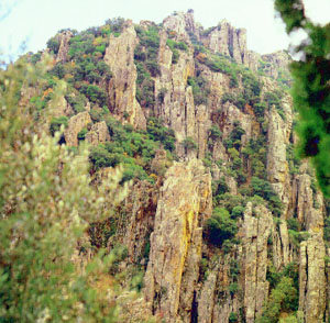 El consejero de Medio Ambiente presenta dos guías que recogen al detalle la riqueza vegetal de Sierra Morena