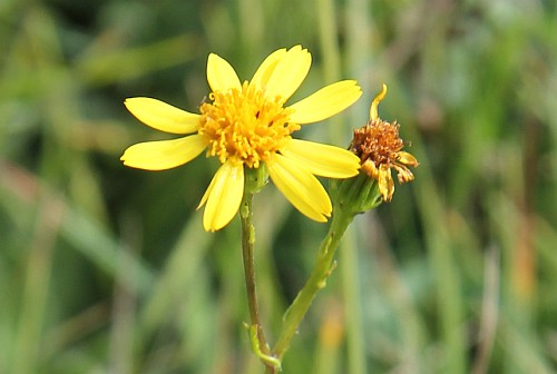 Uuskadi. Localizada en las campas de Olarizu una población de Senecio carpetanus