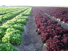 La Cátedra Bayer CropsScience creará métodos para identificar enfermedades en cultivos hortícolas